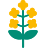 altText.iconFuer Oilseed rape 